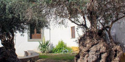 Oliveira de N.ª Sr.ª das Candeias candidata a “Árvore do Ano Portugal – 2026”