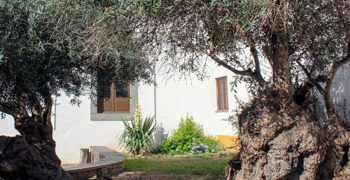 Oliveira de N.ª Sr.ª das Candeias candidata a “Árvore do Ano Portugal – 2026”